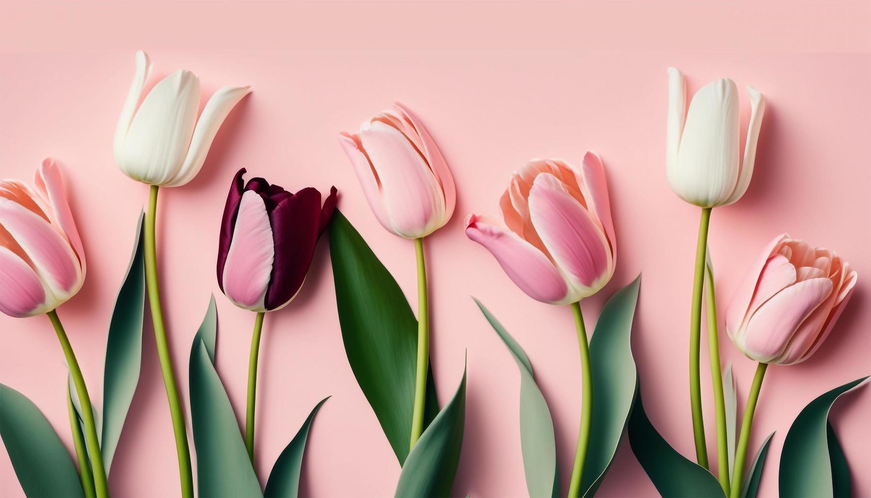 Spring tulip flowers on pink background top view in flat lay style. photo