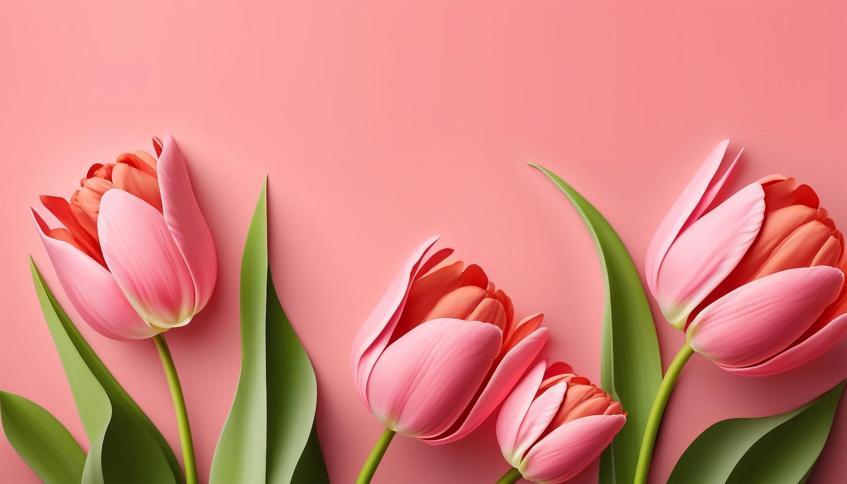 Spring tulip flowers on pink background top view in flat lay style. photo