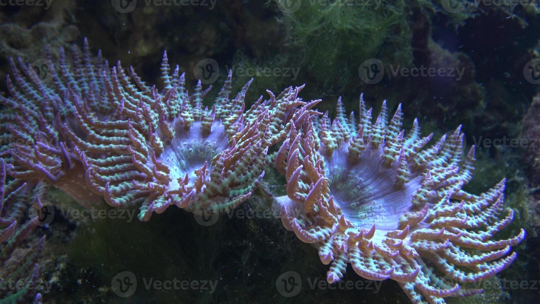 Corals in marine aquarium. Sea anemone in manmade aquarium photo