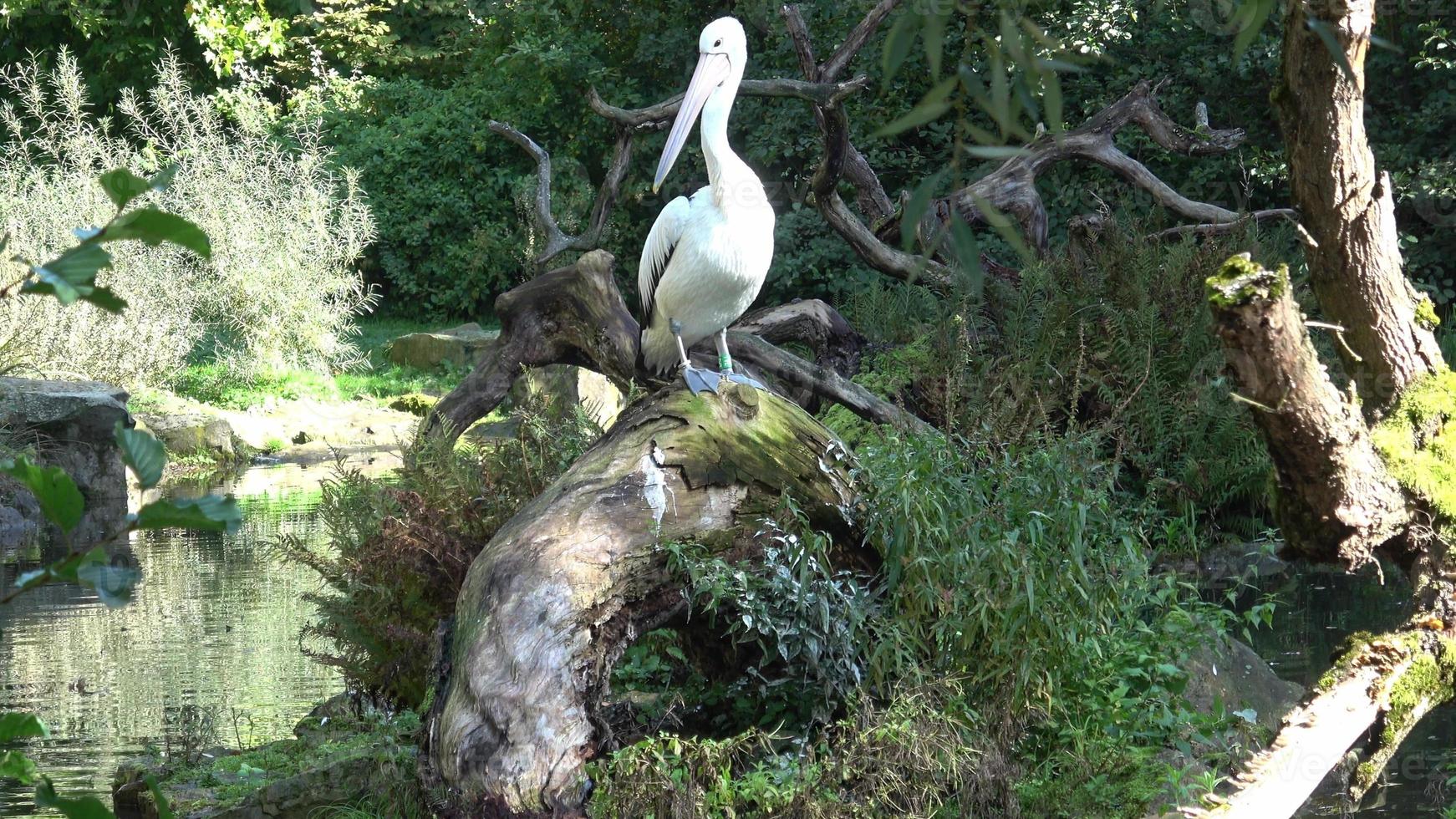 Australian pelican, Pelecanus conspicillatus photo