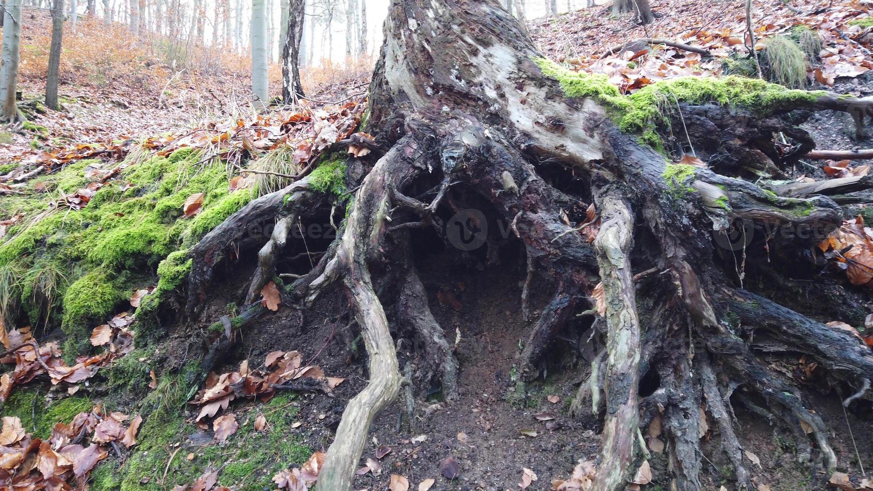 Tree roots with ground covered with moss in forest photo