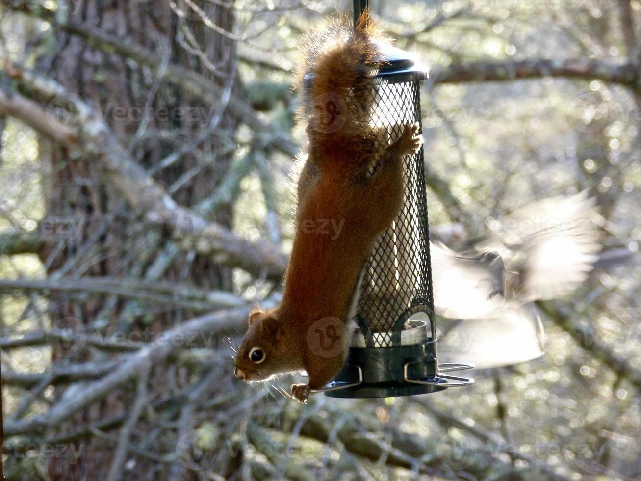 American Red Squirrel on bird feeder photo