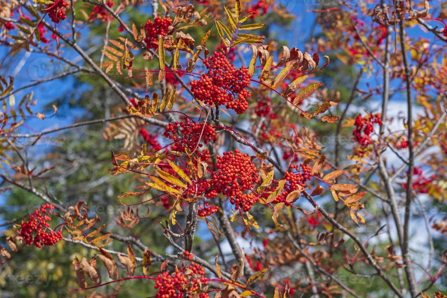 Mountain Ash Berries in the Autumn Sunlight photo