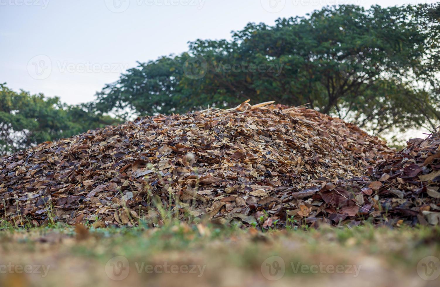 Low angle foreground through the grass on the ground to the many piles of dry leaves. photo