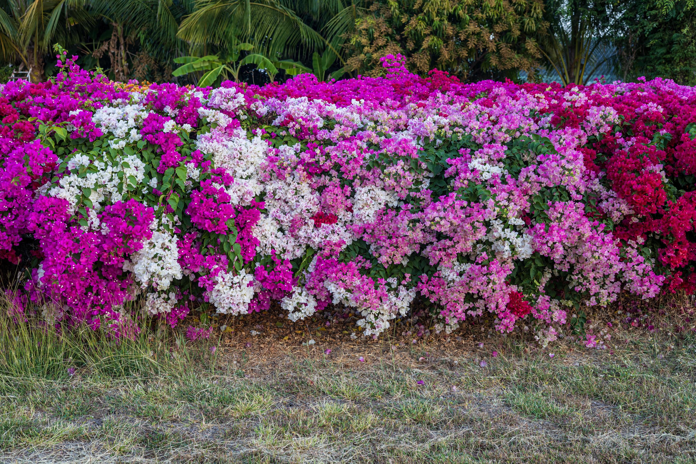 View of garden wall fence, beautiful pink and white bougainvillea