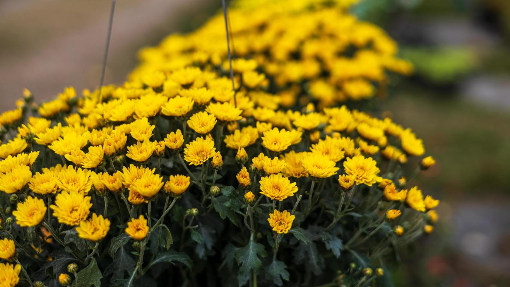 A close-up view of clusters of small yellow chrysanthemums beautifully blooming in black plastic pots. photo