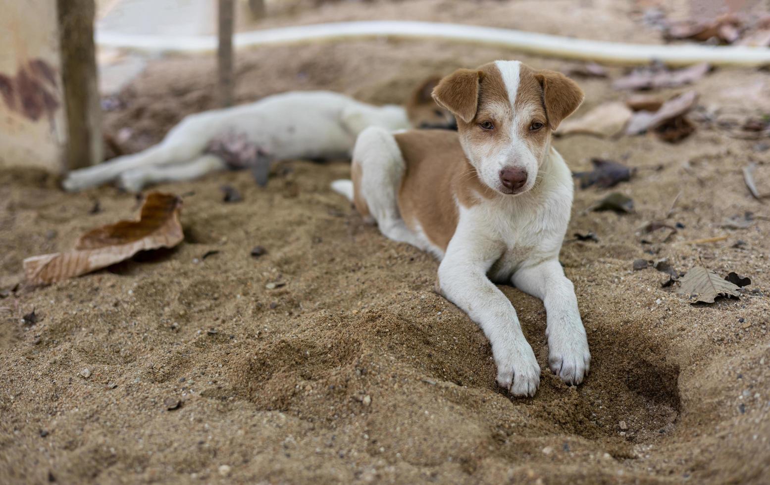 Brown-and-white Thai puppy lying comfortably on the excavated sand floor. photo