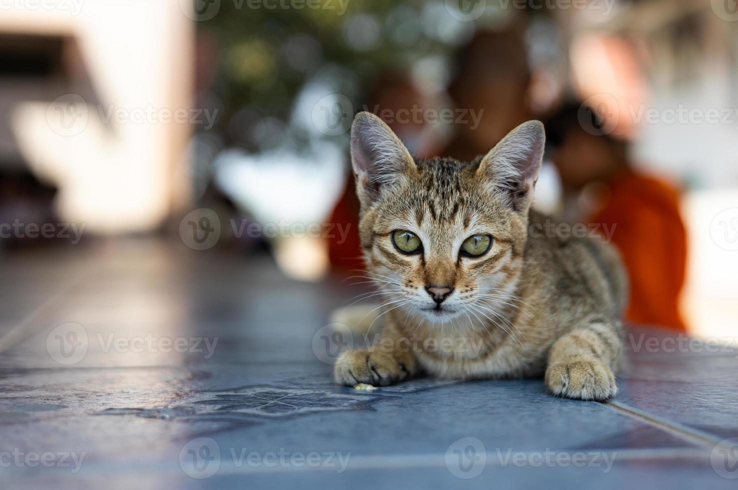 A yellow-brown striped Thai cat is crouching on a marble tabletop. photo