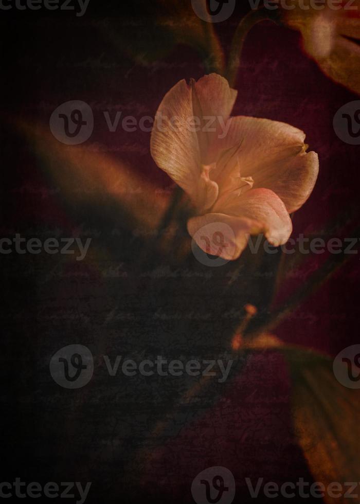 Creative Flower Photography with Moody Atmosphere photo