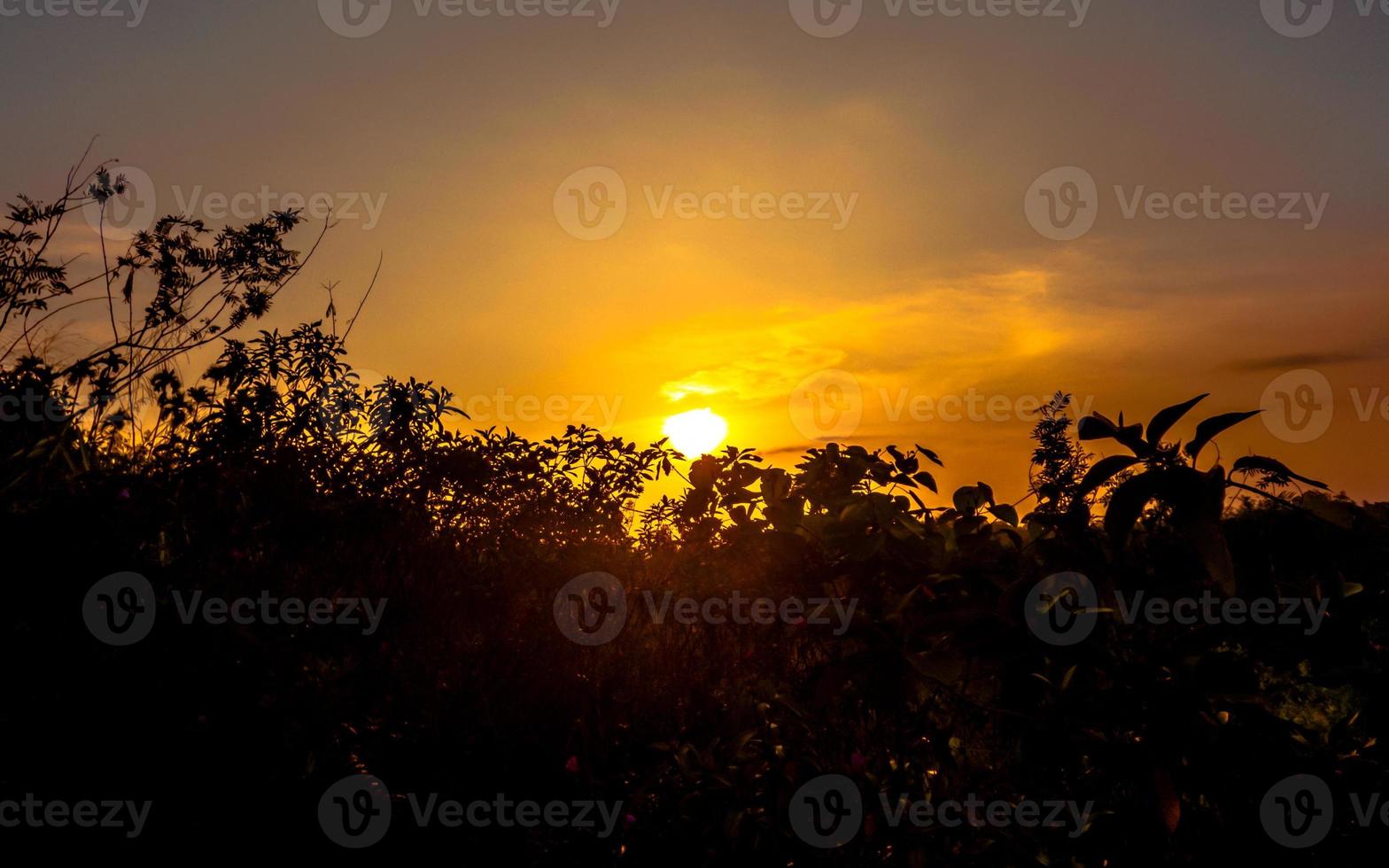 silueta de arboles en contra hermosa puesta de sol foto