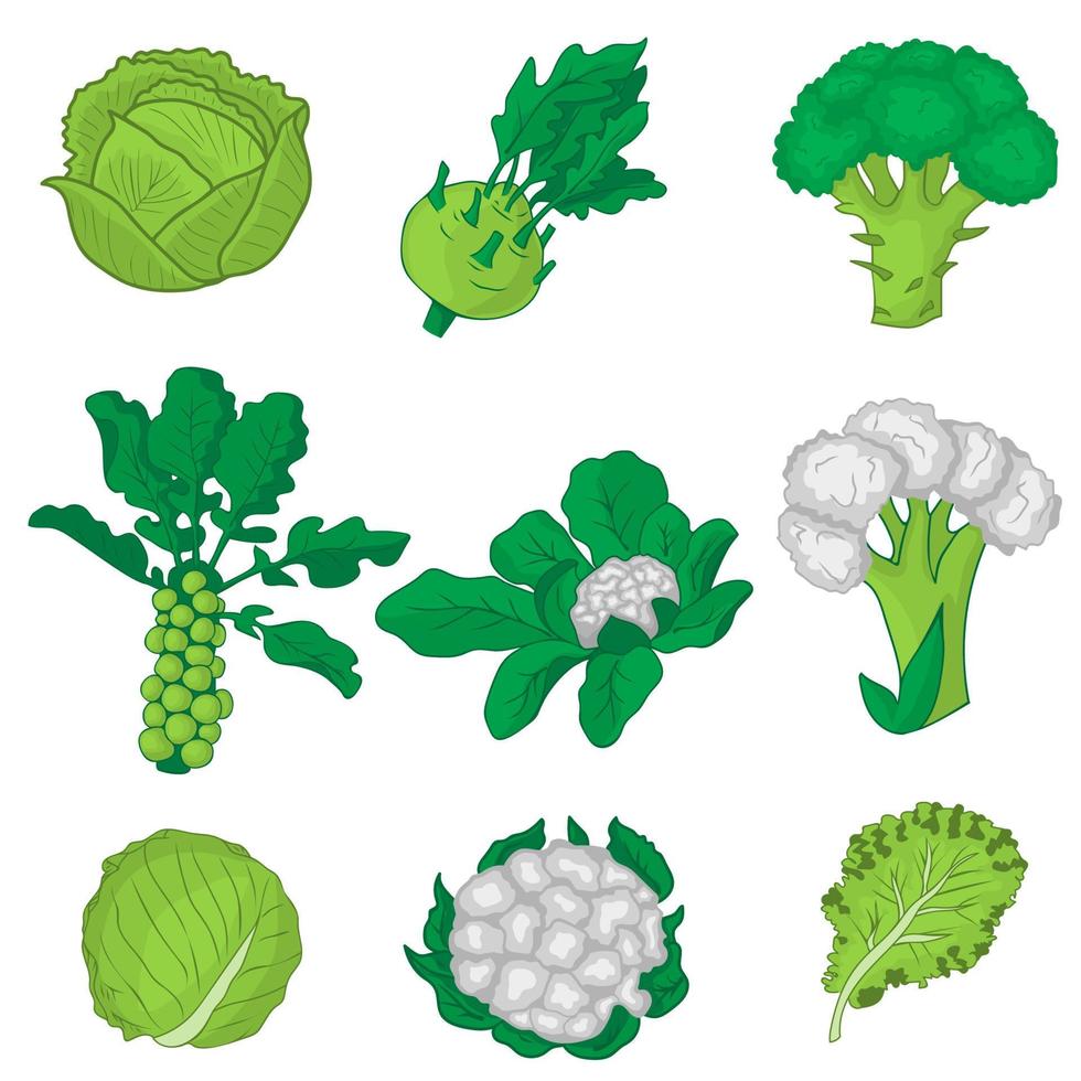 Set of cabbage with broccoli, cauliflower, savoy, kohlrabi, Brussel sprouts,  lettuce and green cabbage vector