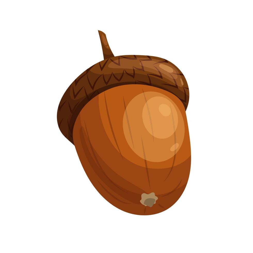 acorn brown seed cartoon vector illustration