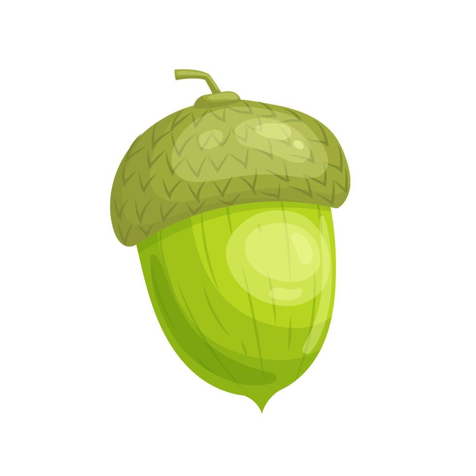 acorn green seed cartoon vector illustration