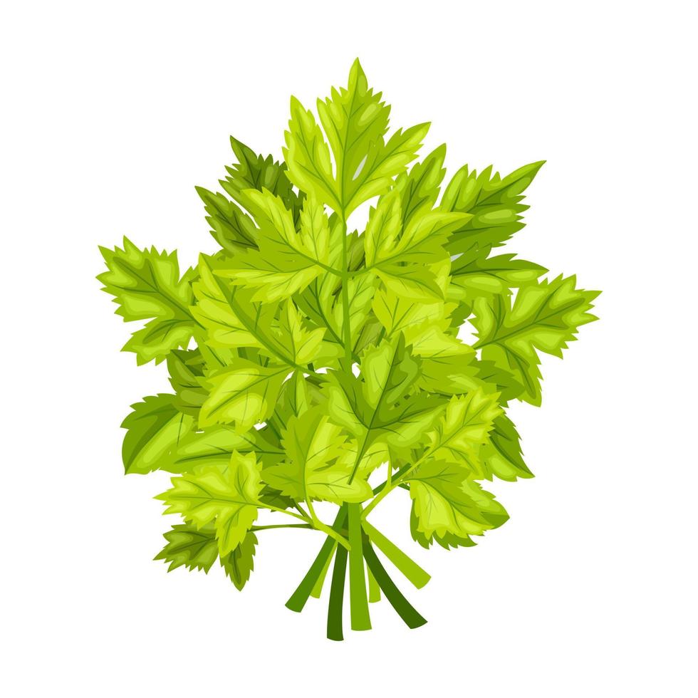 parsley herb food cartoon vector illustration