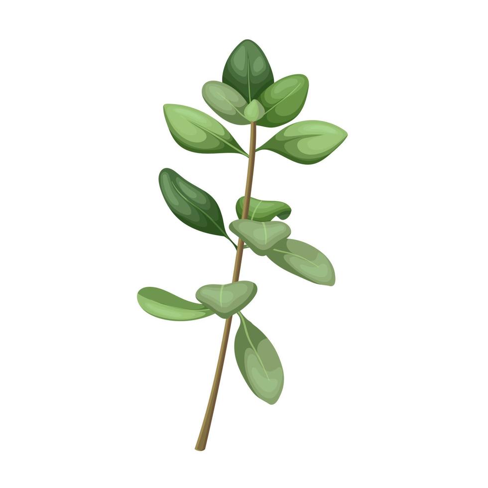 thyme green plant cartoon vector illustration