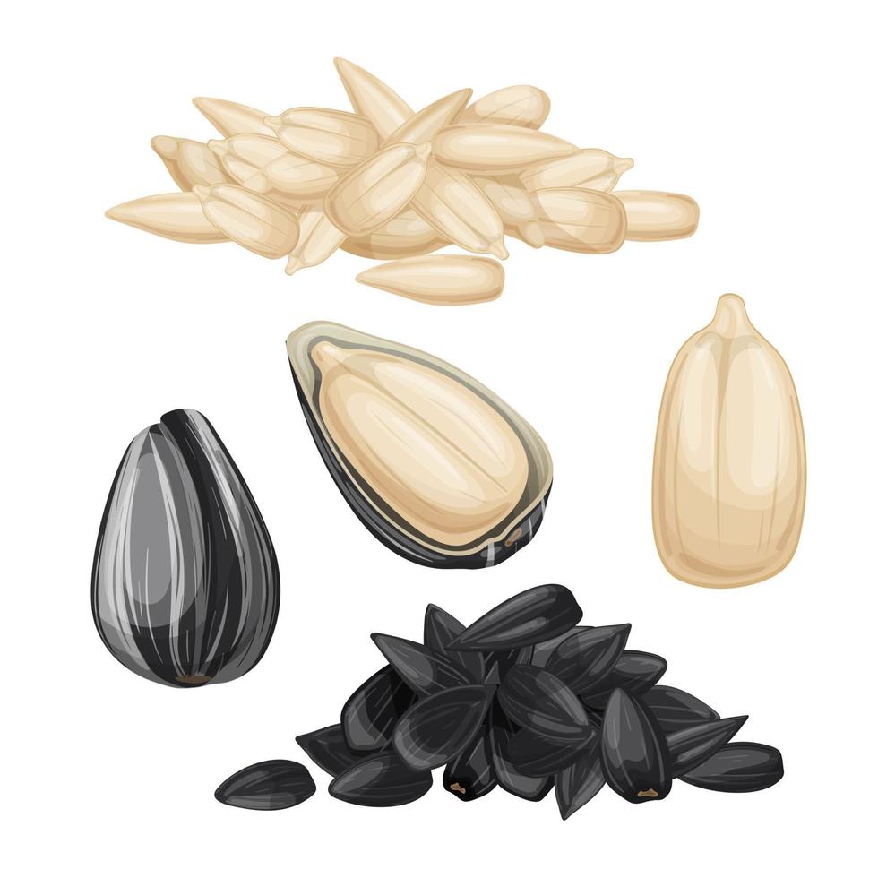 sunflower seed set cartoon vector illustration