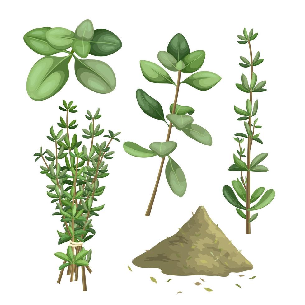 tomillo hierba verde conjunto dibujos animados vector ilustración