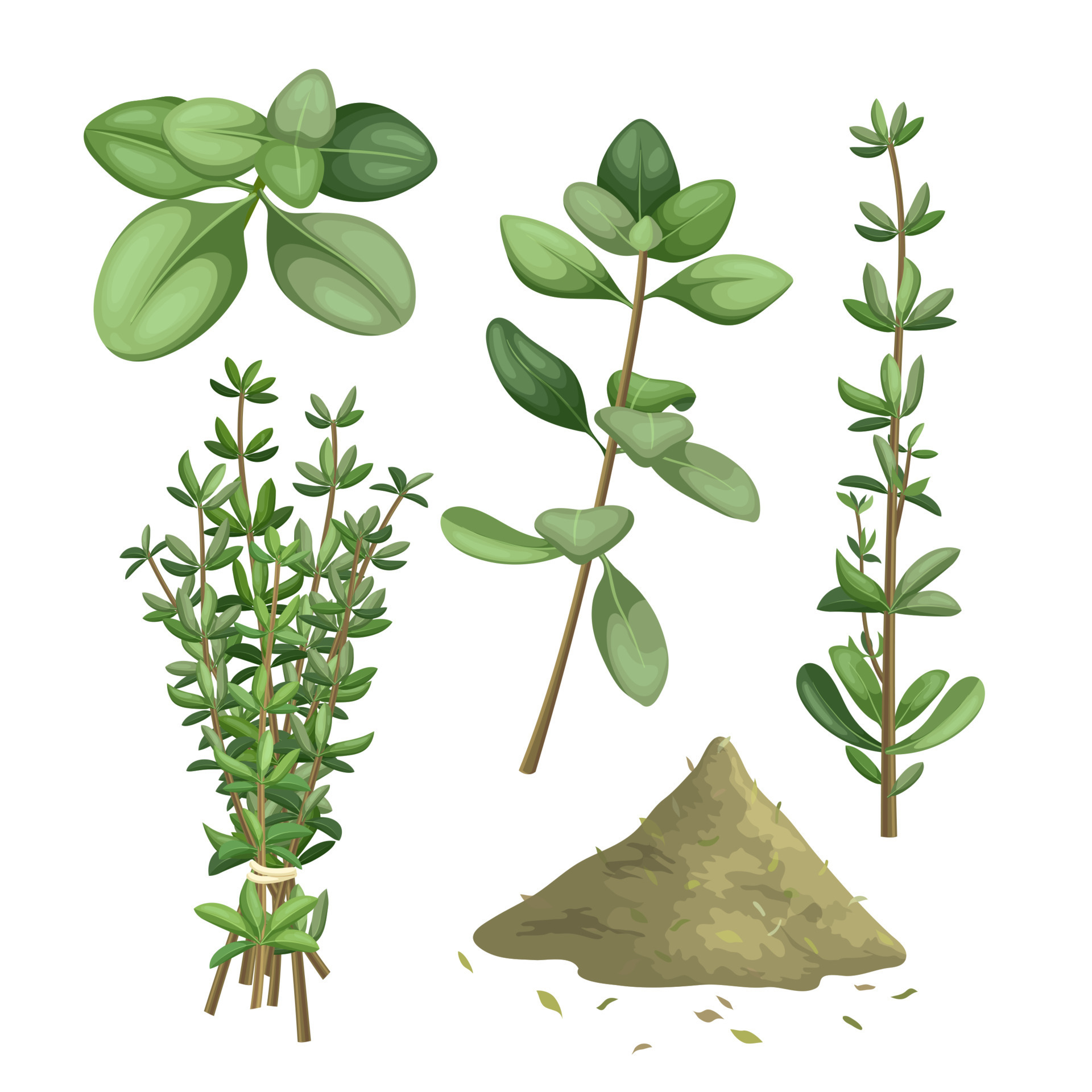thyme herb green set cartoon vector illustration 21161254 Vector Art at