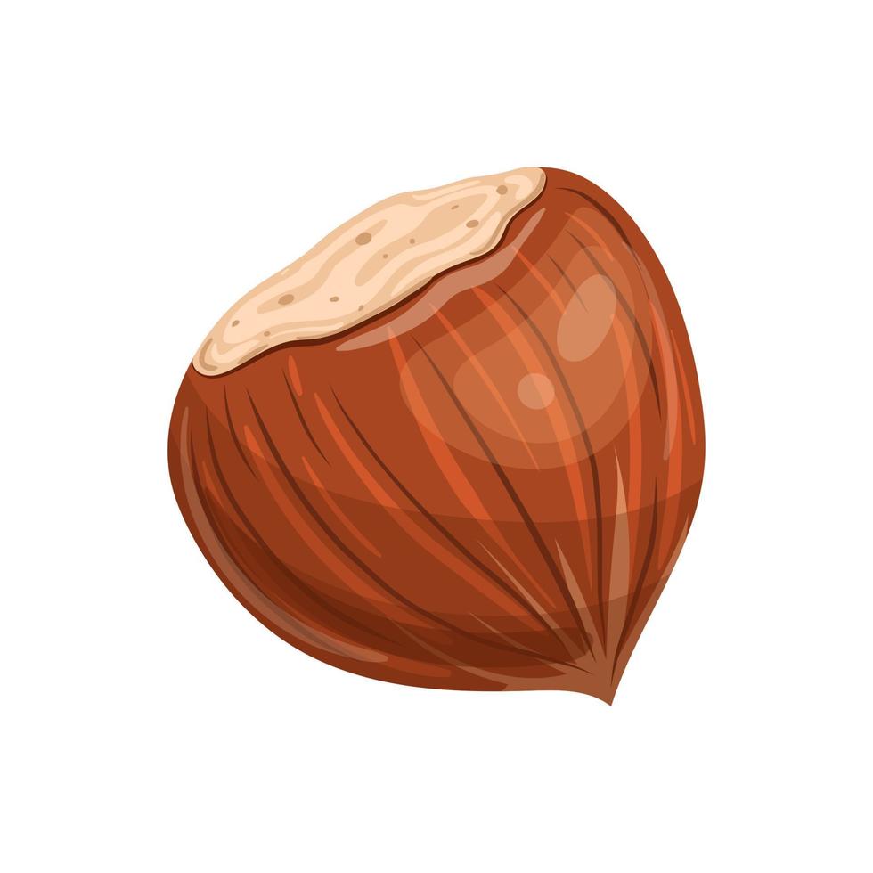 hazelnut brown nut cartoon vector illustration