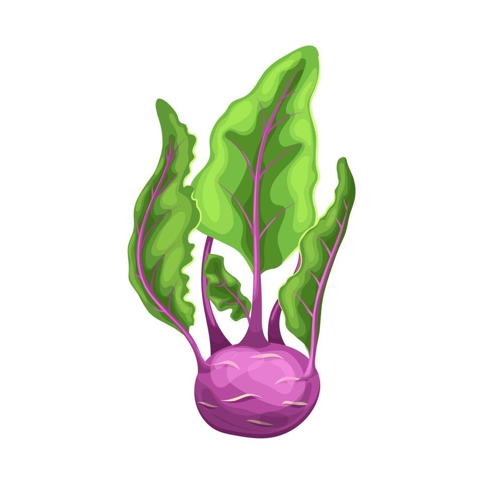 kohlrabi purple cartoon vector illustration