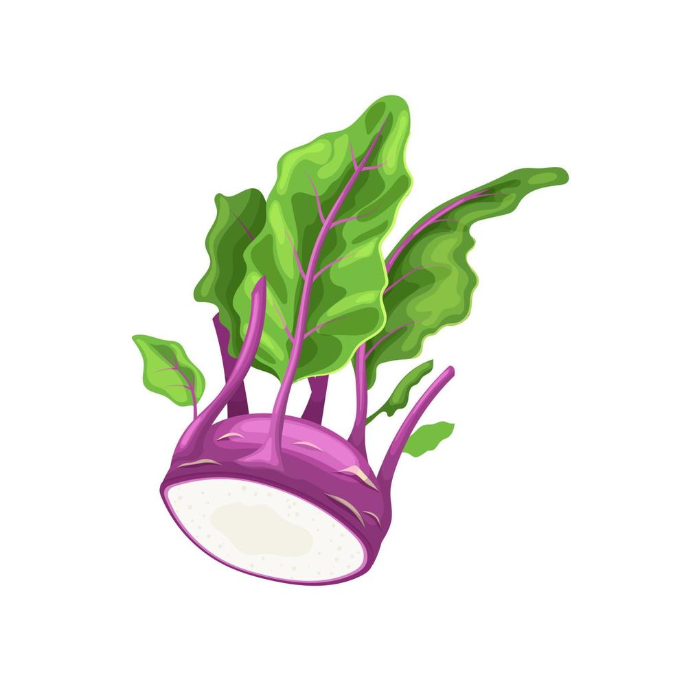 kohlrabi purple cartoon vector illustration