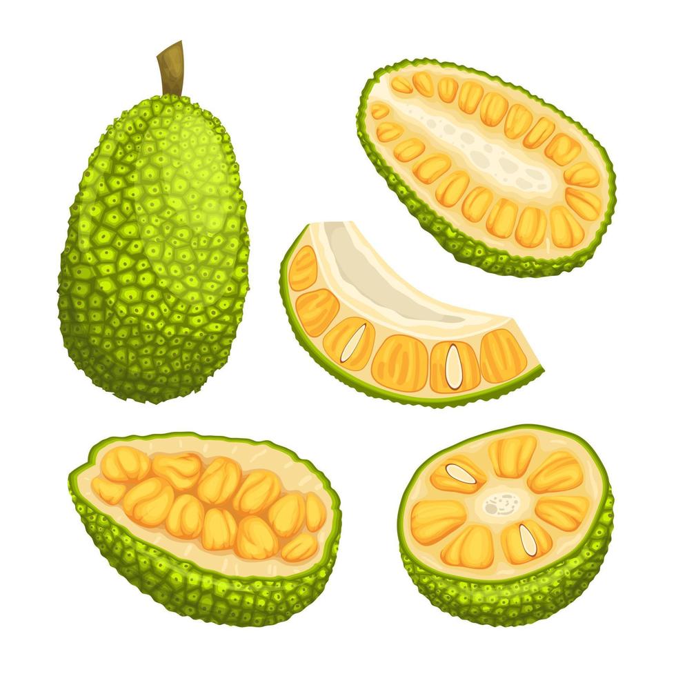 jackfruit organic food set cartoon vector illustration