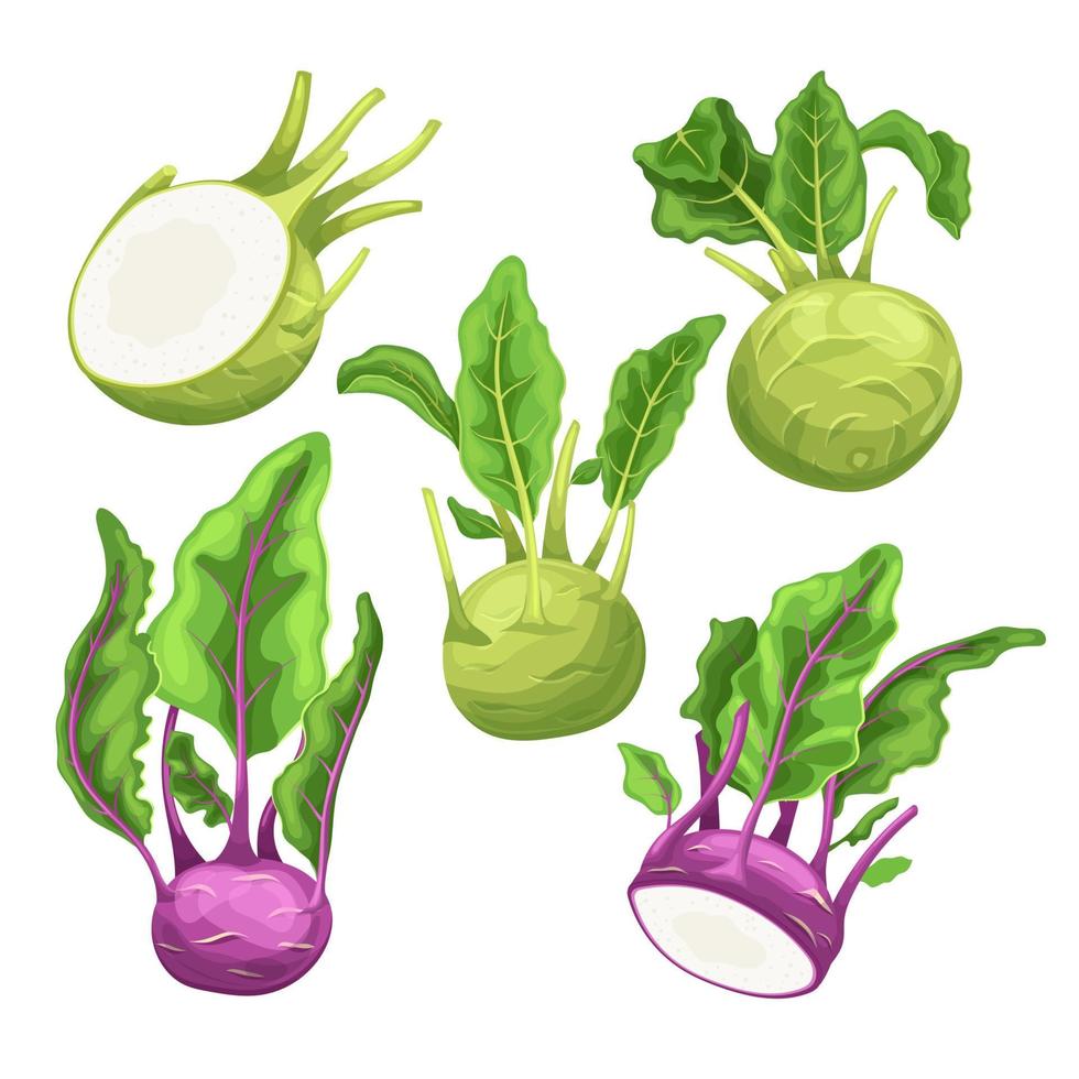 kohlrabi fresh green set cartoon vector illustration