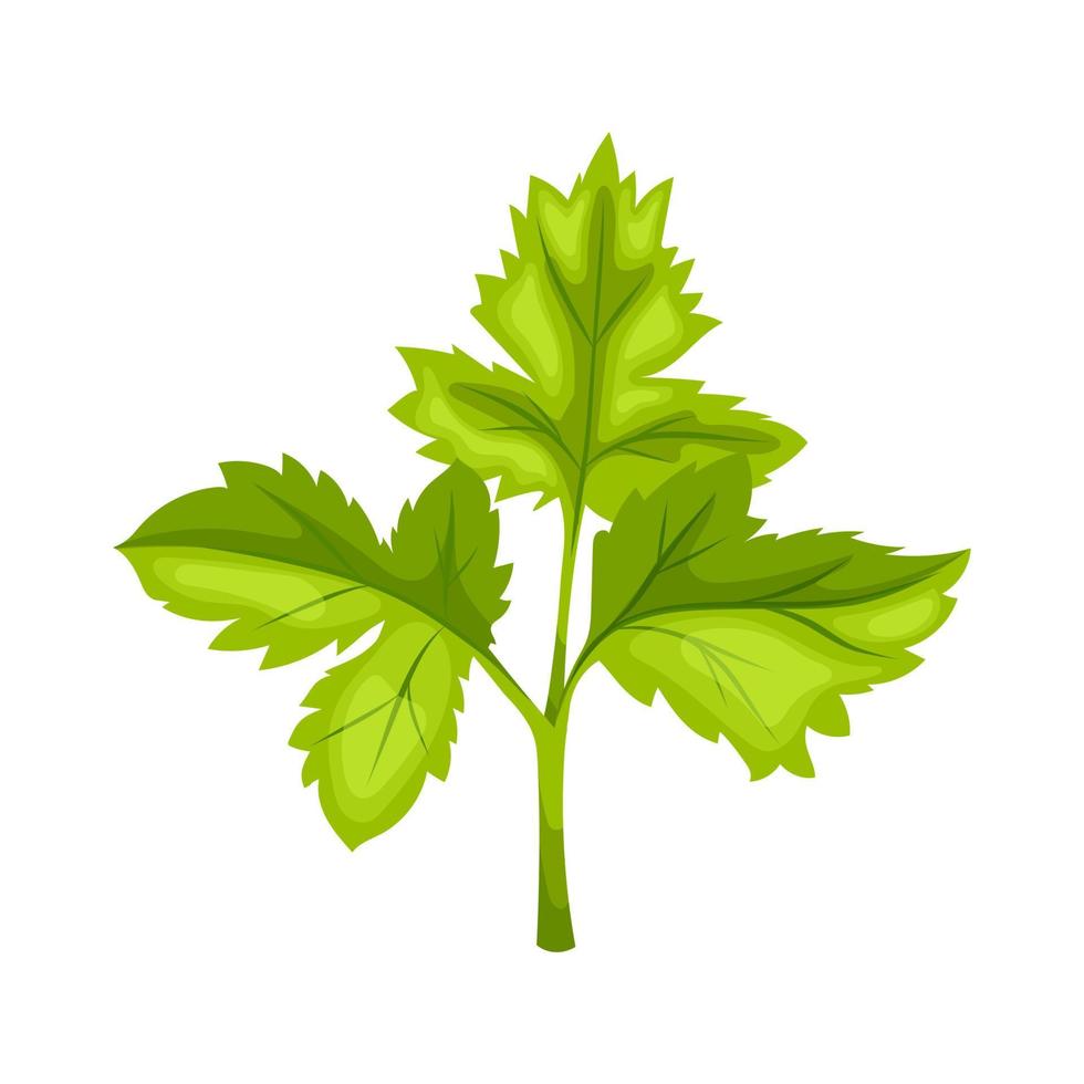 parsley leaf green cartoon vector illustration