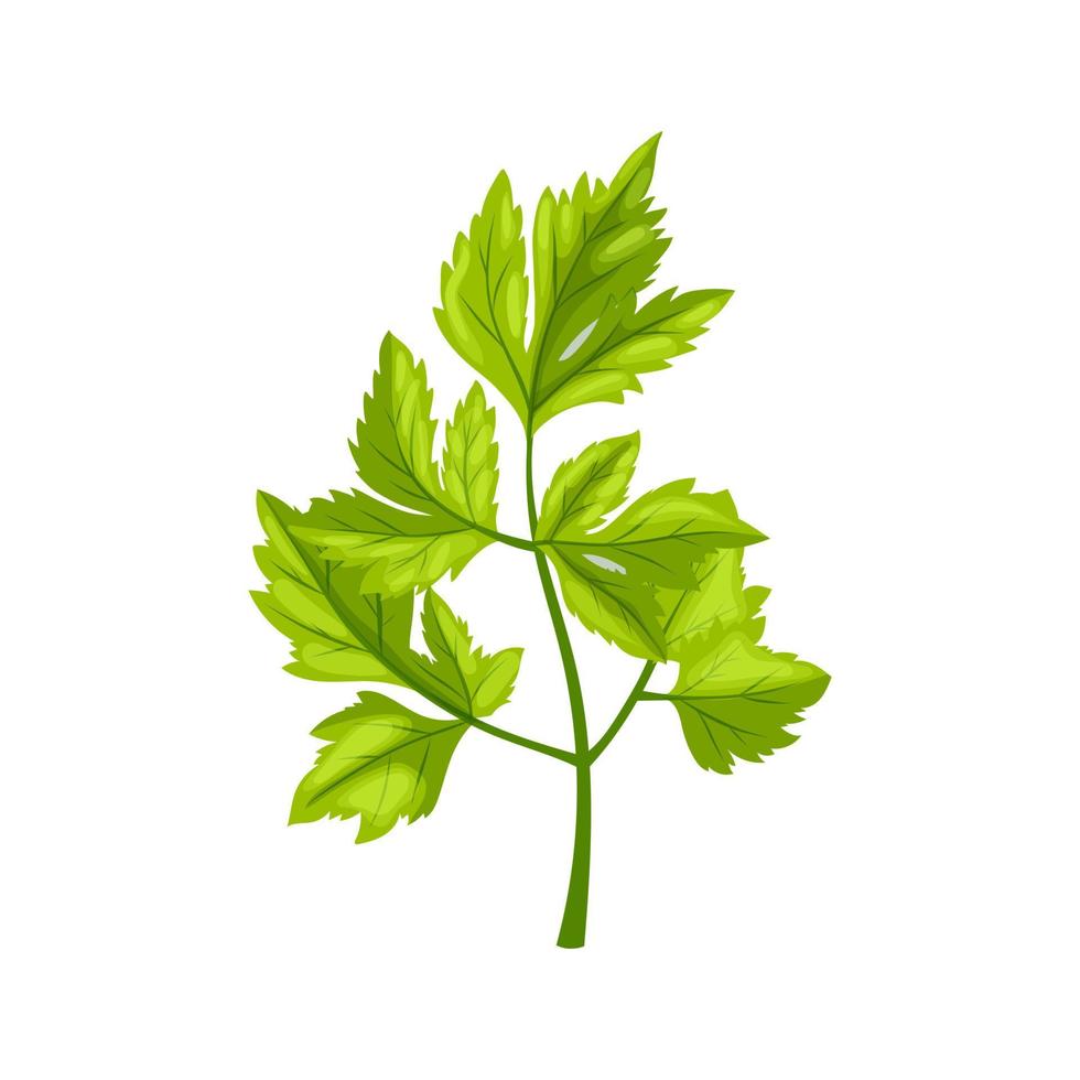 parsley herb food cartoon vector illustration