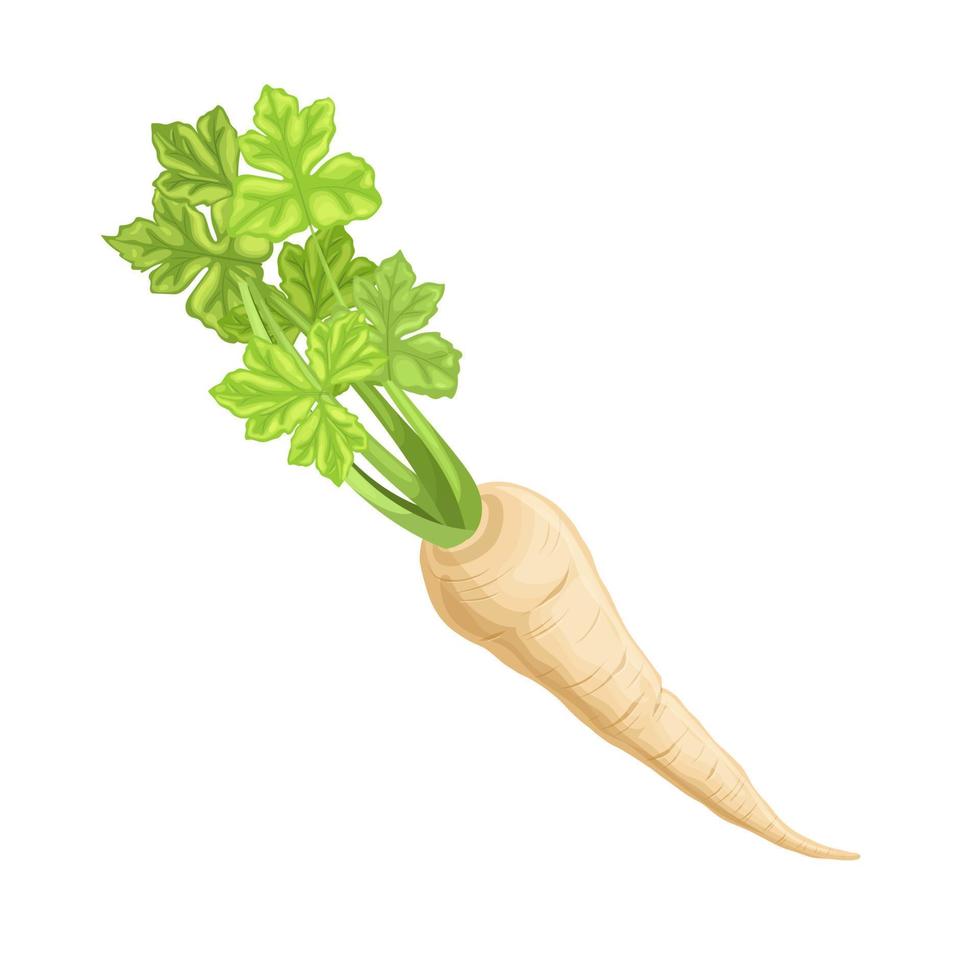parsnip root food cartoon vector illustration