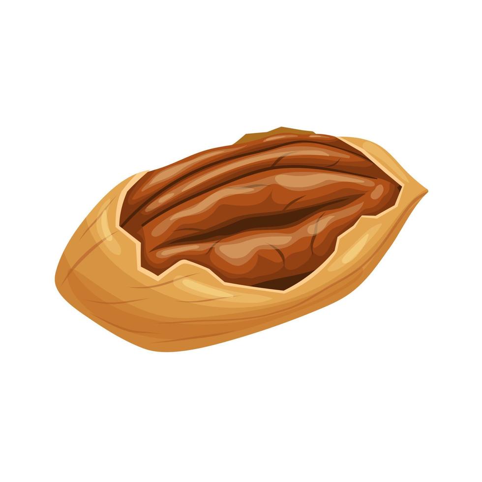 pecan nut food cartoon vector illustration