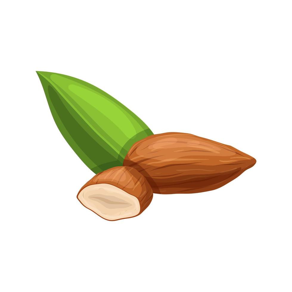 almond nut seed cartoon vector illustration