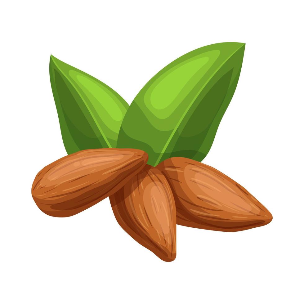 almond nut seed cartoon vector illustration