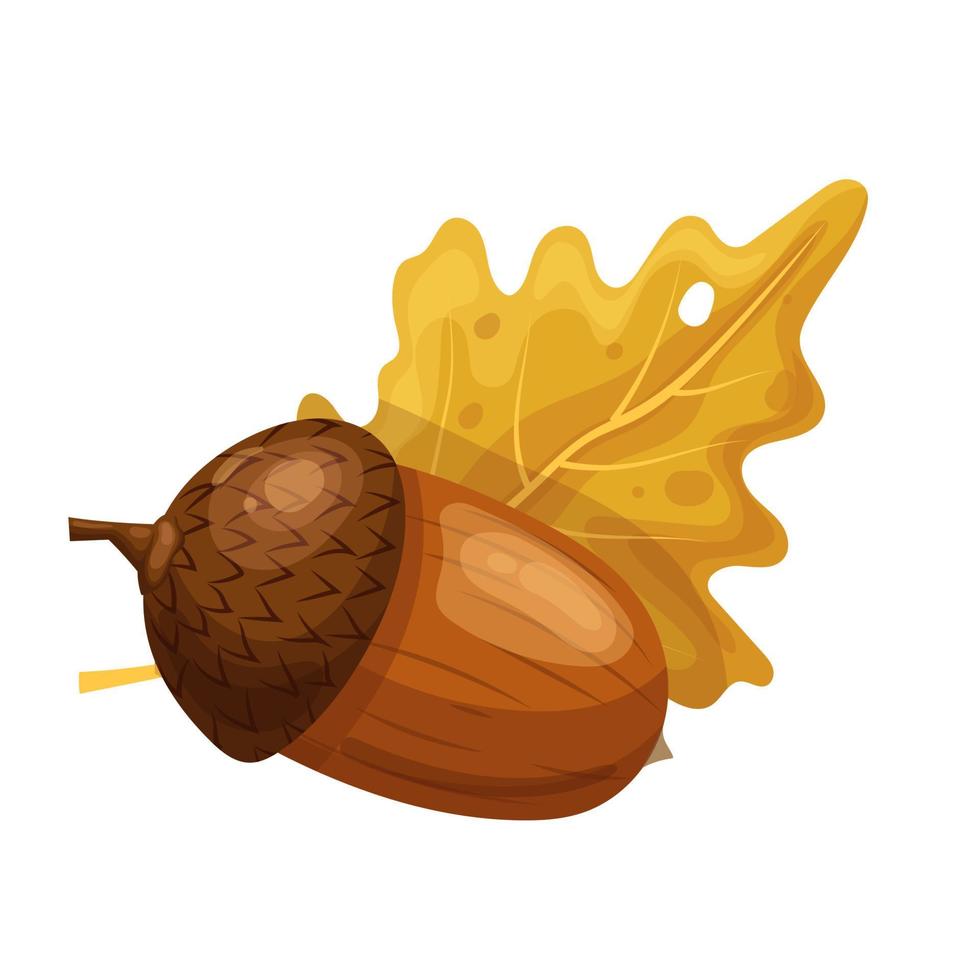 acorn oak leaf cartoon vector illustration