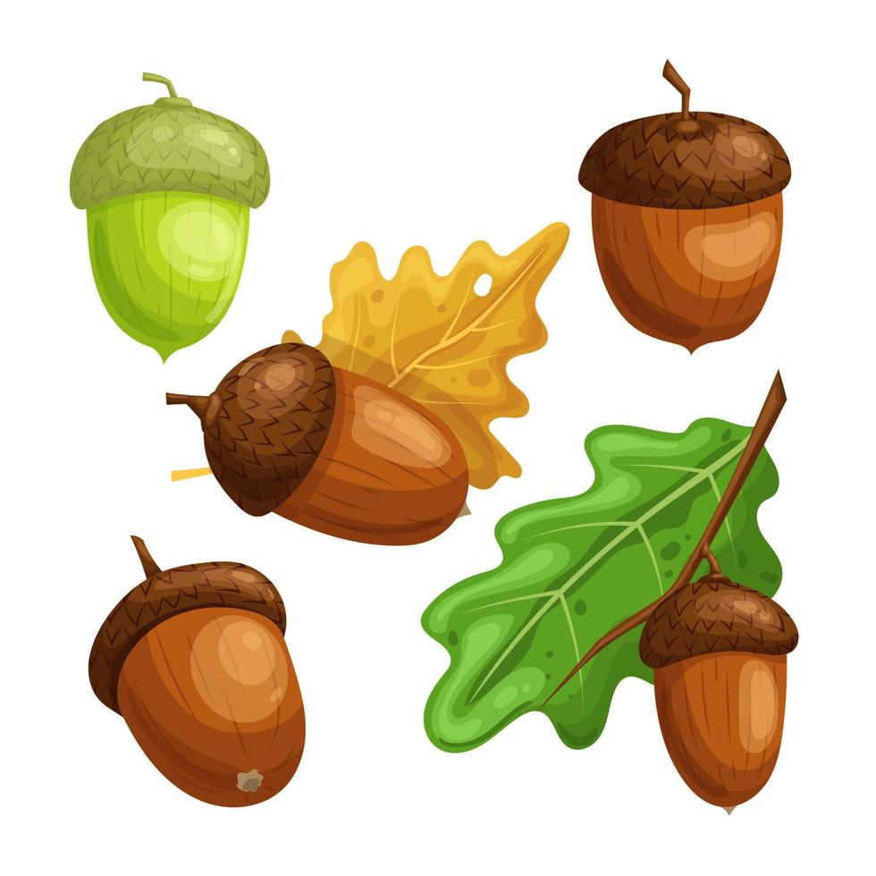 acorn nut oak set cartoon vector illustration 21161600 Vector Art at