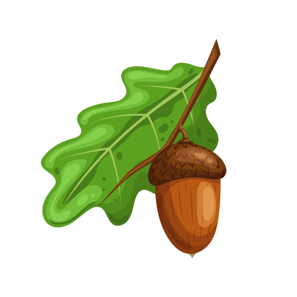 acorn oak leaf cartoon vector illustration