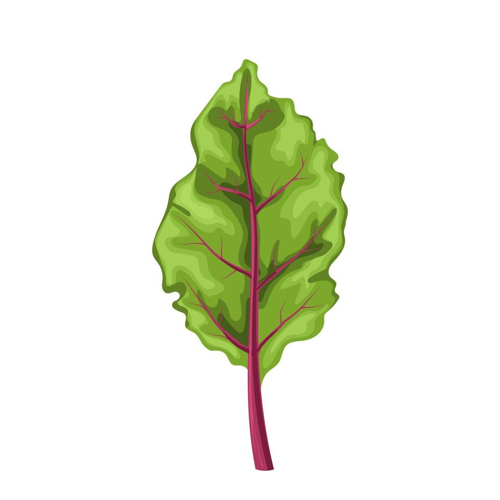 chard fresh leaf cartoon vector illustration