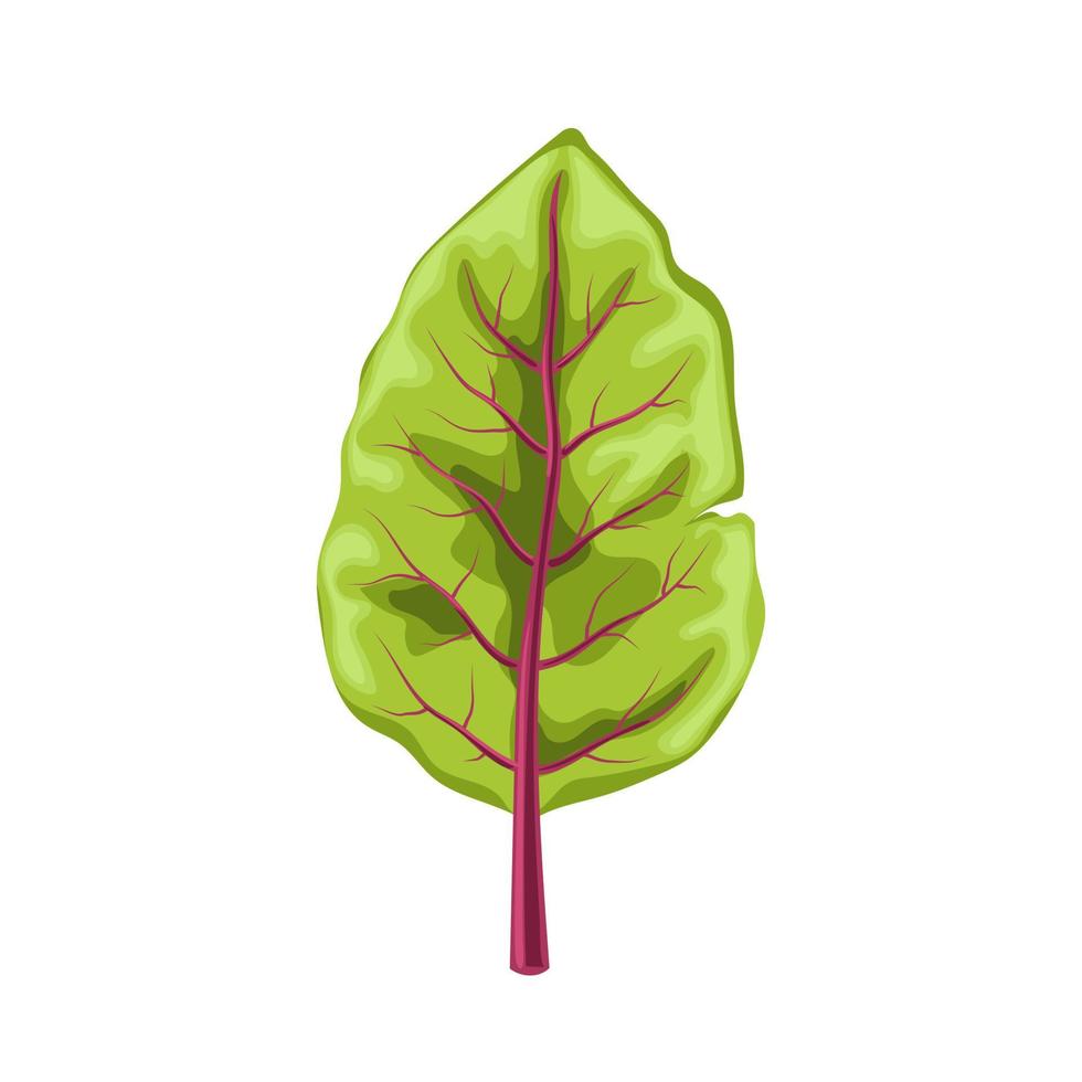 chard fresh leaf cartoon vector illustration