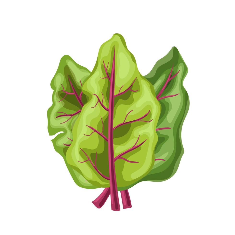 chard fresh leaf cartoon vector illustration