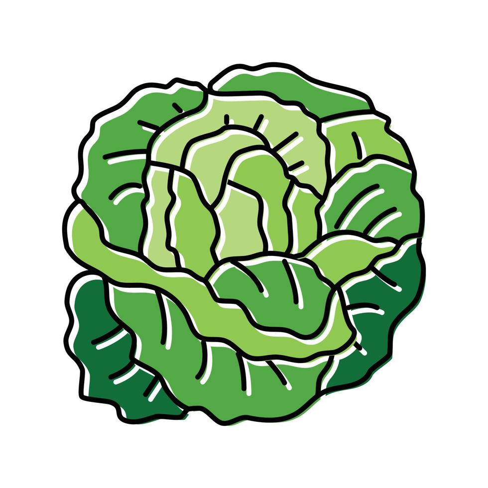 bibb salad food color icon vector illustration