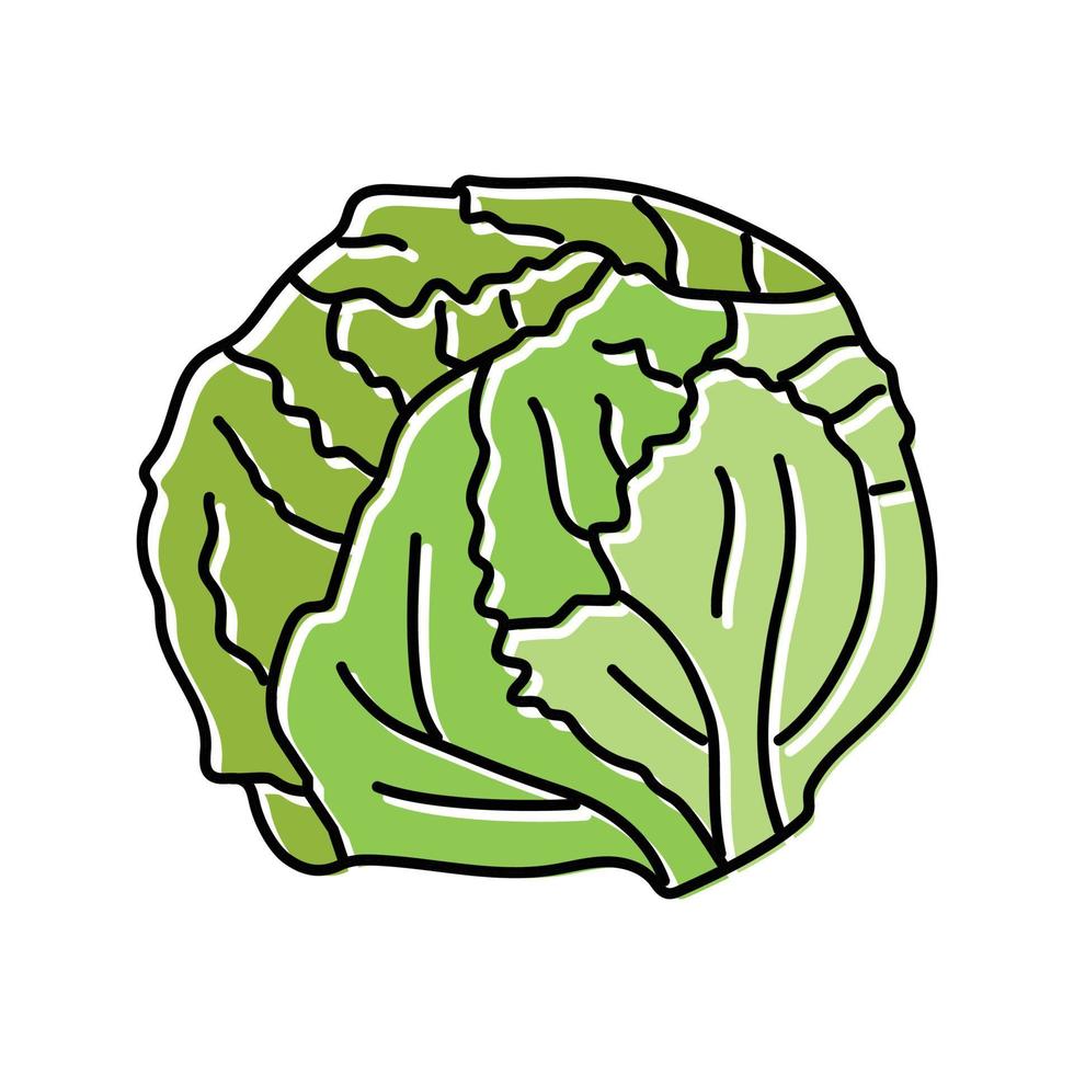 ceberg salad food color icon vector illustration