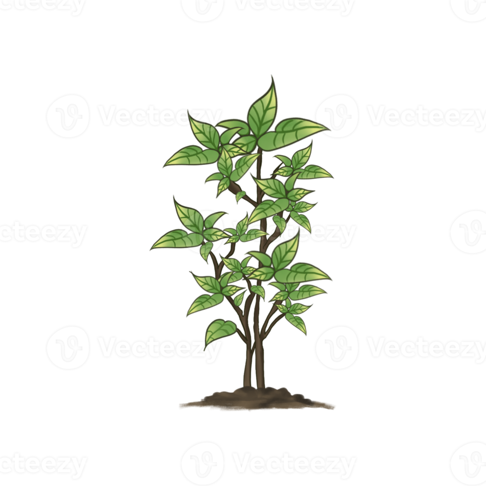 Leaves plant illustration png