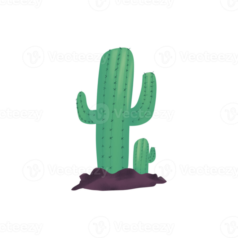 pianta cactus isolato illustrazione png