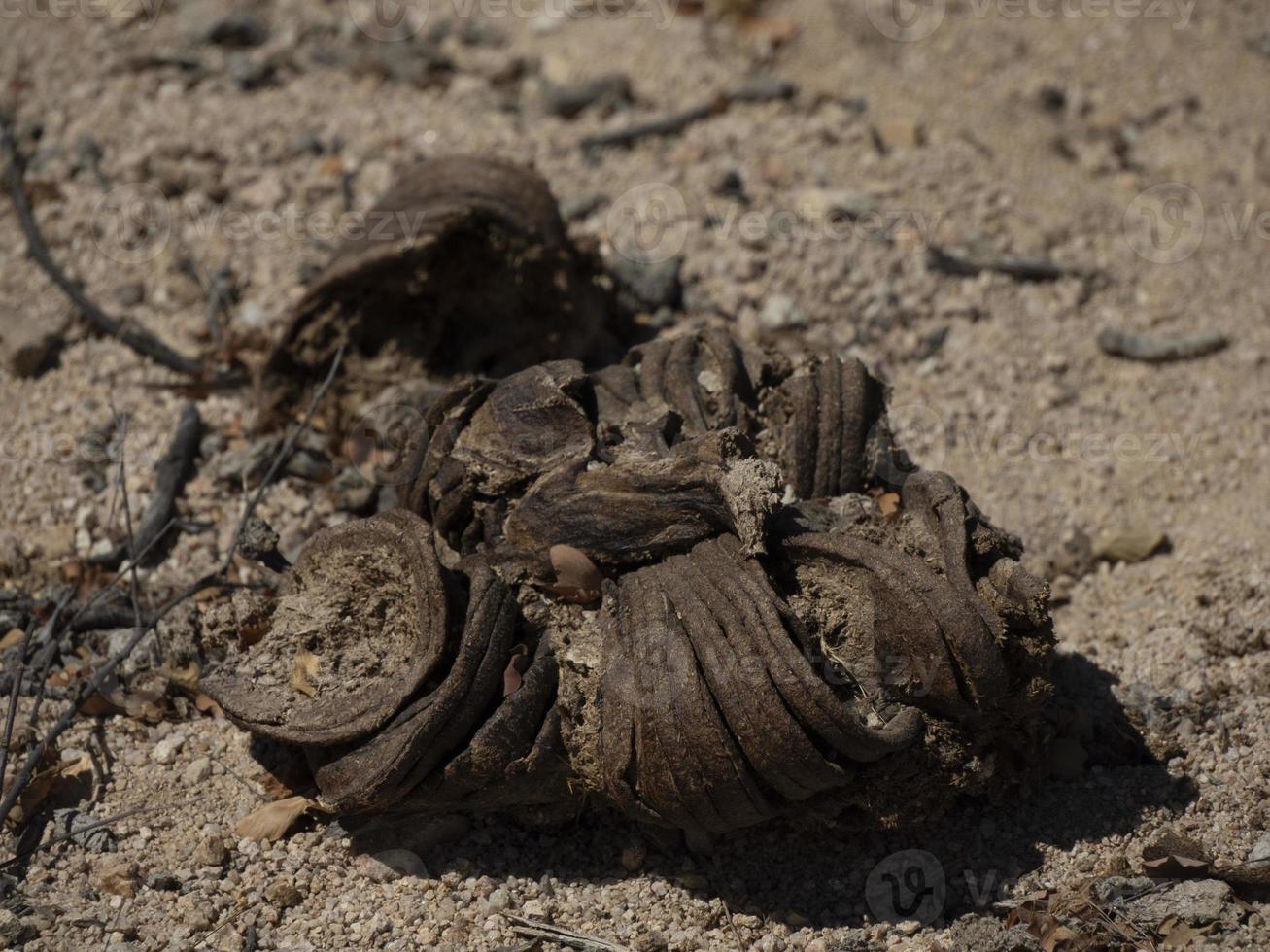 cow-dung-in-soil-nature-detail-21162804-stock-photo-at-vecteezy