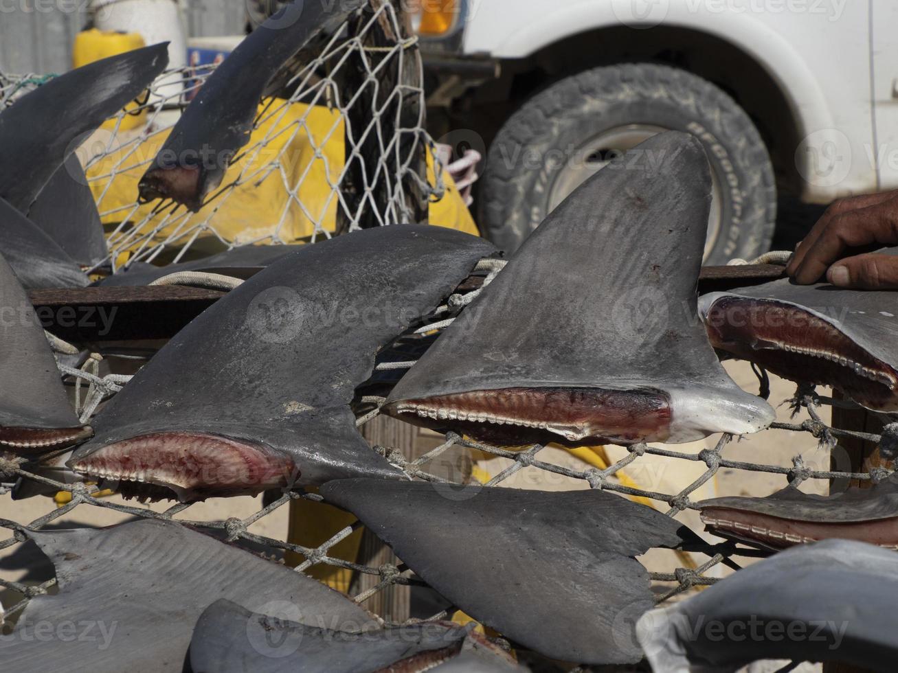 Shark fins dried under the hot sun at fisherman village photo