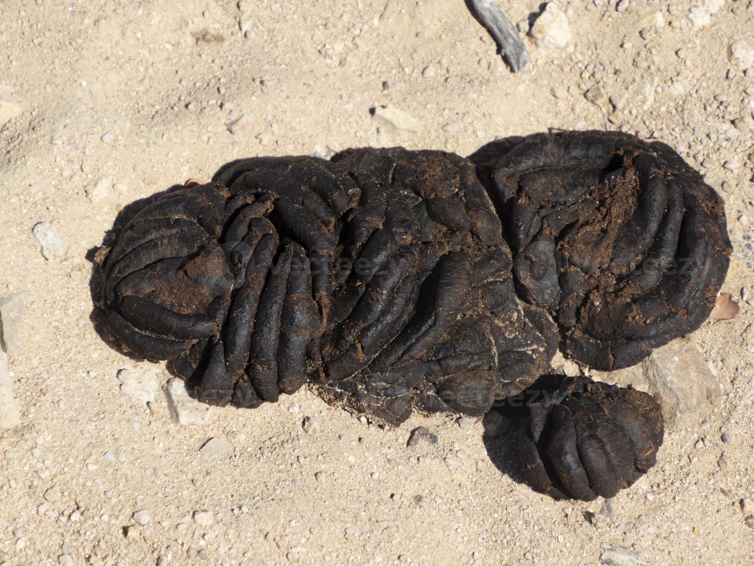 Cow Dung In Soil Nature Detail 21162836 Stock Photo At Vecteezy cow-dung-in-soil-nature-detail-21162836-stock-photo-at-vecteezy