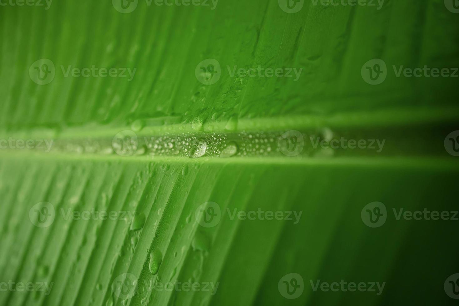 Nature Concept. Closeup of Green Leaf with many Droplet. Freshness by Water Drops. Environmental Care and Sustainable Resources. Natural Green Surface Texture Background photo