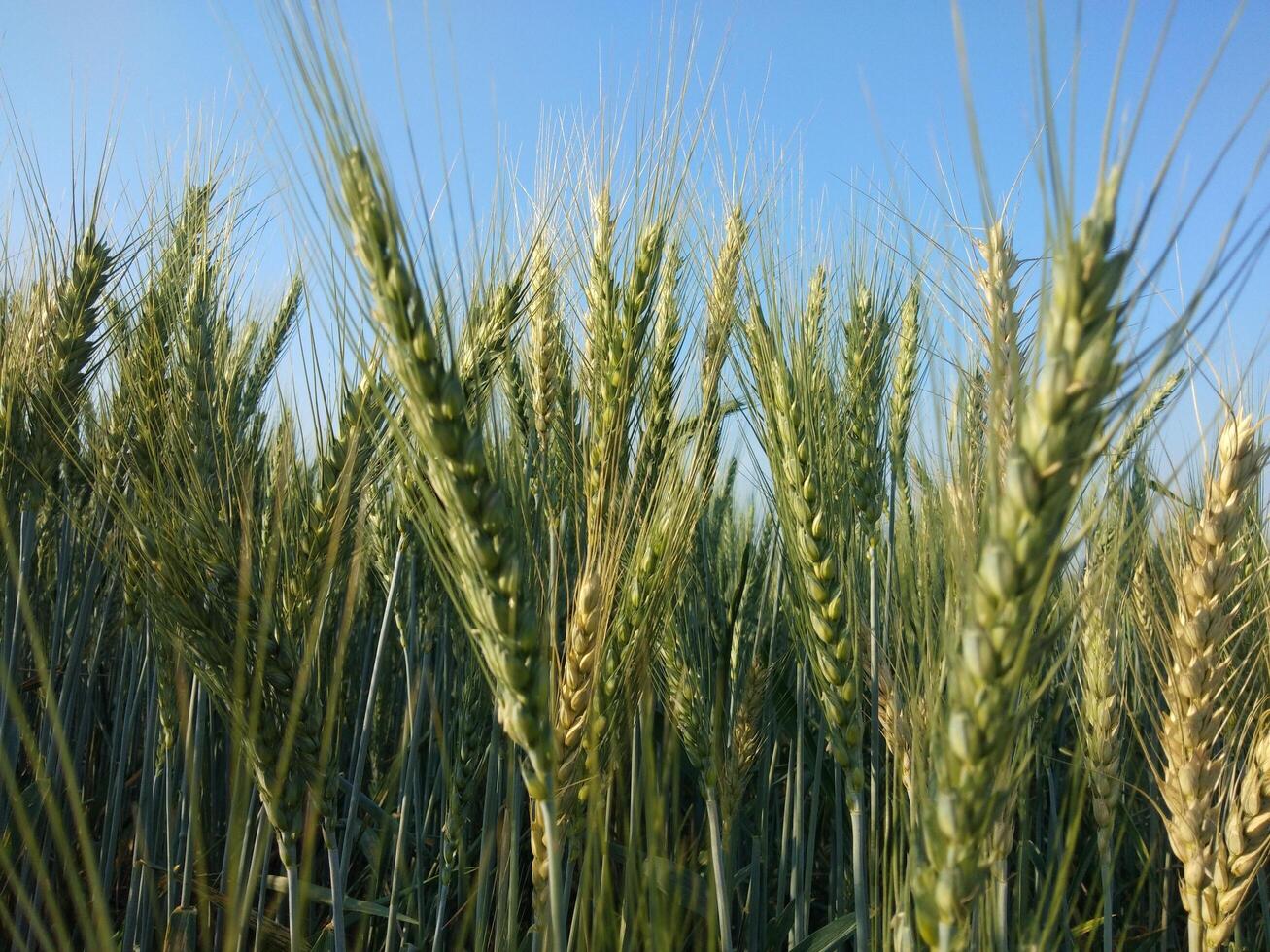 Green Wheat field panorama, wheat field, Crops field photo