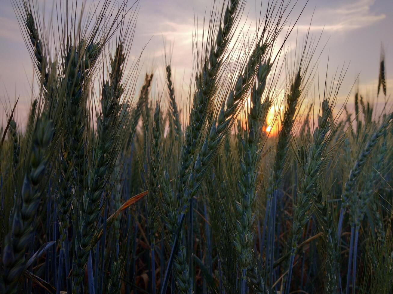Green Wheat field panorama, wheat field, Crops field photo