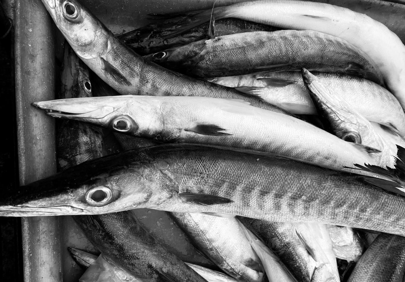 Close-up Fresh king mackerel fish with shell at local seafood market for sale,king mackerel fish are available in supermarkets is a popular seafood with a delicious taste,king mackerel fish background photo